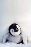 Penguin Chick Posteres Penguin Chick Posteres