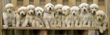 Puppy Squeeze Plakater af Keith Kimberlin