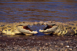Kissing Crocs Posters