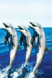 Dancing Dolphins Pósters