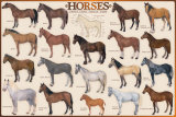 Horses Prints