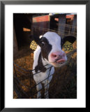 Cow with Tongue Sticking Out, Arizona Prints by Holly Kuper