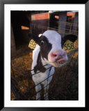 Cow with Tongue Sticking Out, Arizona Prints by Holly Kuper