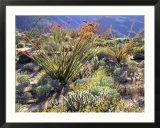 Blooming Ocotillo Cactus and Brittlebush Desert Wildflowers, Anza-Borrego Desert State Park Posters par Christopher Talbot Frank
