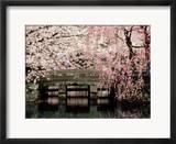 Cherry Blossoms, Mishima Taisha Shrine, Shizuoka Affiches