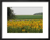 The Pack Rides Past a Sunflower Field During the Sixth Stage of the Tour De France Affiches