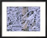 Snow Covered Birch Trees, Bavaria, Germany Affiches par Martin Gabriel