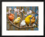 Five Canaries of Different Colours Affiches par Reinhard 