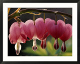 Bleeding Hearts (Dicentra Spectabilis) Art par Rudi Von Briel