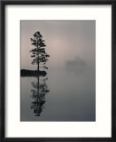 Lone Scots Pine, in Mist on Edge of Lake, Strathspey, Highland, Scotland, UK Posters par Pete Cairns