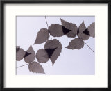 Backlit leaves Posters par Howard Sokol