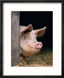 Domestic Pig Looking out of Stable, Europe Affiches par Reinhard 
