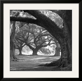 Oak Alley, West Row Prints by William Guion
