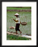 Paysan dans une rizière, Vietnam Posters par Pershouse Craig