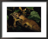 A juvenile kinkajou nuzzles its mother for attention in a balsa tree  Art by Mattias Klum