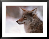Coyote, Grand Teton National Park, Wyoming, USA Print by Dee Ann Pederson