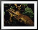 A juvenile kinkajou nuzzles its mother for attention in a balsa tree  Print by Mattias Klum