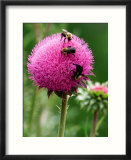 A Trio of Bees Explore a Giant Thistle Bloom on a Farm Near New Castle Poster