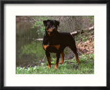 Rottweiler Dog in Woodland, USA Affiches par Lynn M. Stone