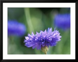 Centaurea Cyanus (Blue Cornflower), Close-up Posters par Ruth Brown