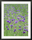 Wildflower Meadow with Cornflowers (Centaurea Cyanus) Rundale Barn Poster par Mark Bolton