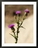 A Close View of a Thistle Wildflower Stampe di Charles Kogod