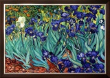 Irises, Saint-Remy, c.1889 Prints by Vincent van Gogh