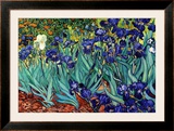 Irises, Saint-Remy, c.1889 Prints by Vincent van Gogh