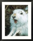 Mountain Hare or Blue Hare, Yawning and Stretching, Scotland, UK Affiches par Richard Packwood
