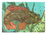 Striped Blenny Giclee Print by Annette Maggio