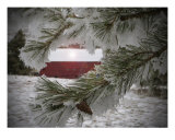 Frosty Pine Tree Photographic Print by Randolph Peterson