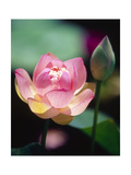 Awakening Pink Lotus Photographic Print by George Oze