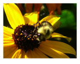 Bumble Bee Enjoying Yellow Daisy Photographic Print by Sally Stoneking