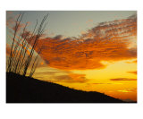 Octillo Sunset Photographic Print by Michael S Wills