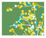 Green And Yellow Blossom Photographic Print by Estela Lugo
