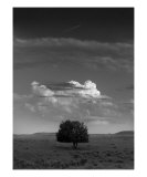 Tree Photographic Print by Steve Epstein