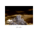 Wake Up And Live Forever Photographic Print by Shelly Alexander