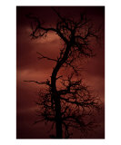 Tree Of Nightmares Photographic Print by Danielle Tracy