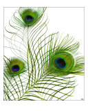 Peacock Feather Trio Photographic Print by Tcherek Kamstra