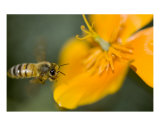 Honey Bee Flying By California Poppy Flower Orange Photographie par Kim Riddle
