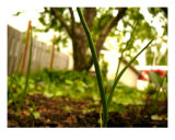 Onion Sets Impressão fotográfica por Jean Ann Van Krevelen