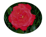 Bright Red Rose Photographic Print by Darlene Navor