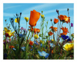 California Prarie Floral Mix Lámina fotográfica por Robert Sicotte California Prarie Floral Mix Lámina fotográfica por Robert Sicotte
