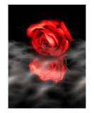 Narcissus Photographic Print by Abdul Kadir Audah