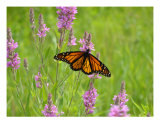 Papillon monarque Photographie par Michael Dalton
