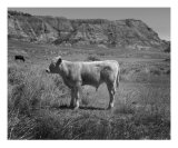 Calf Lámina fotográfica por Steve Epstein Calf Lámina fotográfica por Steve Epstein