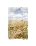 Wheat Field Photographic Print by James Lyons