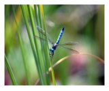 Blue Dragon Fly Photographie par Bernadette Mangione