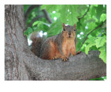 Curious Squirrel Fotografisk trykk av Kelly Briones Curious Squirrel Fotografisk trykk av Kelly Briones