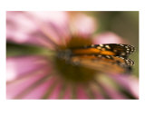 Pink Dream With Monarch Butterfly Wings Photographie par Kim Riddle